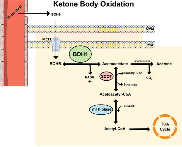 Unlocking the Power of Ketones: Fueling Your Body and Mind